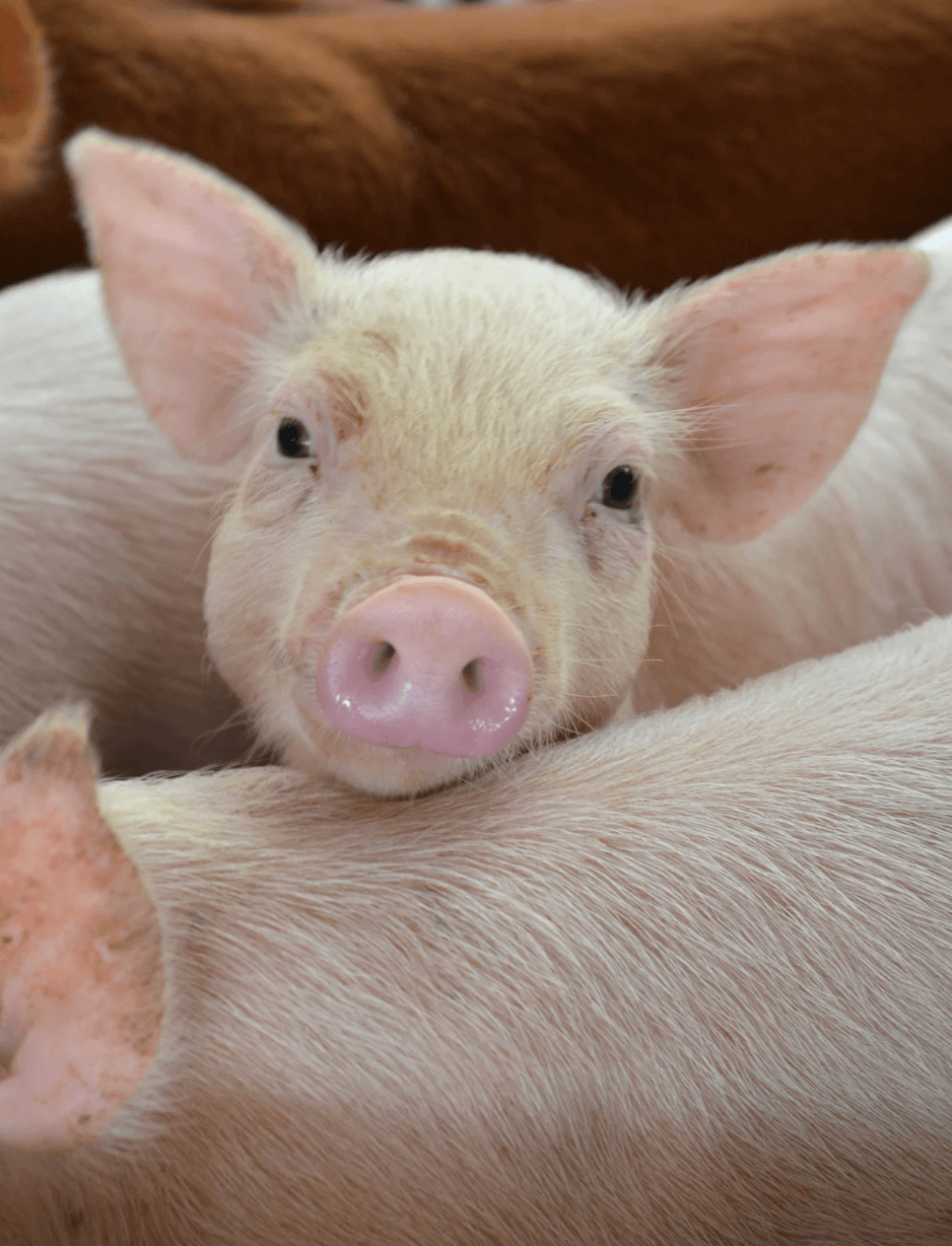 Animal Welfare